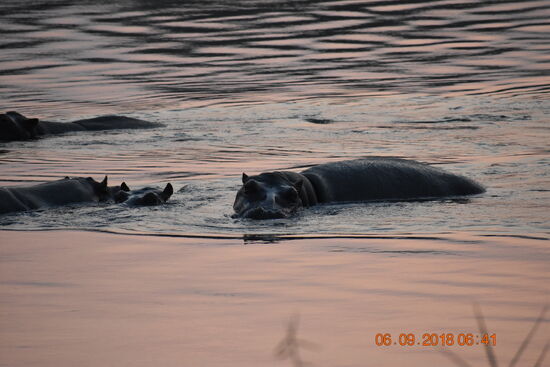 am Okavango