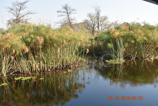 am Kwando-River