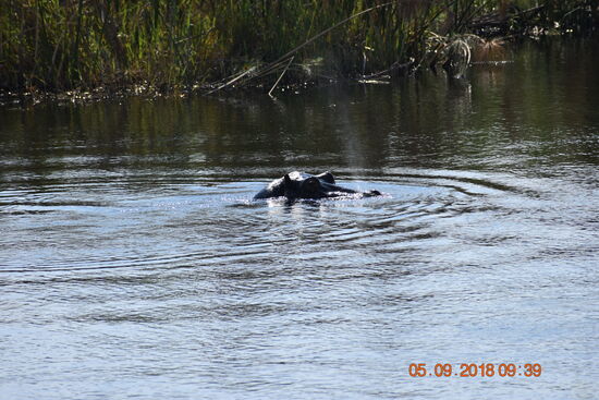 am Kwando-River tauchte auch unser 1. Hippo auf