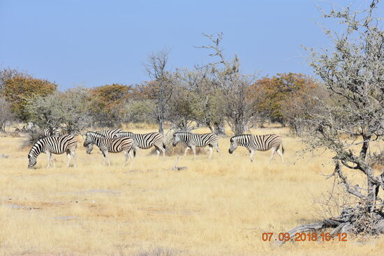 im Etosha National Park