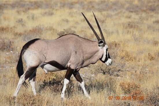 im Etosha National Park