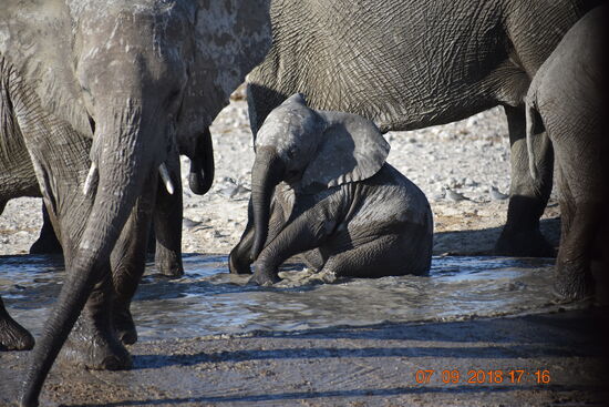 im Etosha National Park