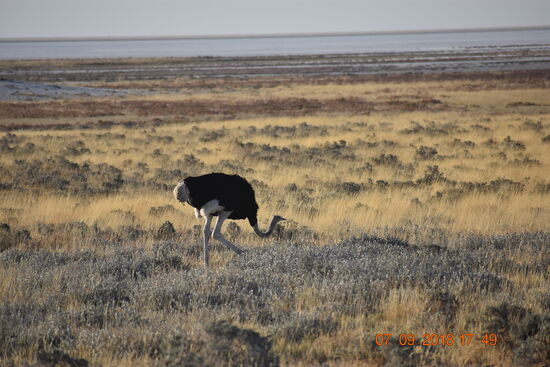 im Etosha National Park