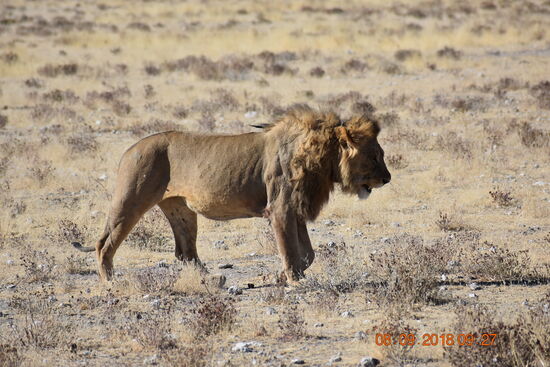 im Etosha National Park