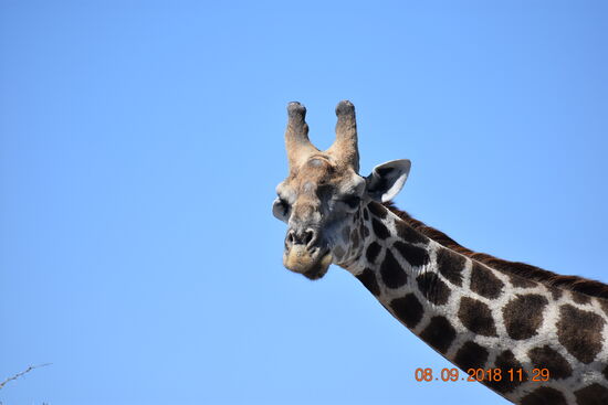 im Etosha National Park
