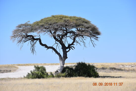 im Etosha National Park