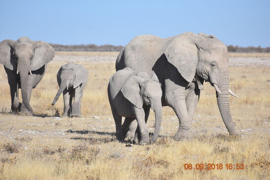 im Etosha National Park