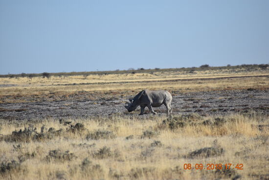 im Etosha National Park