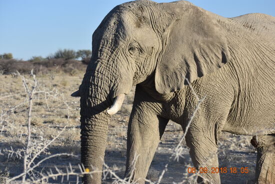 im Etosha National Park
