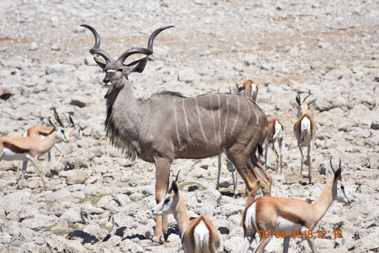 im Etosha National Park