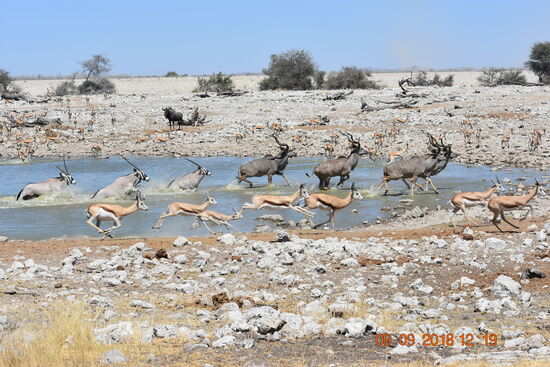 im Etosha National Park