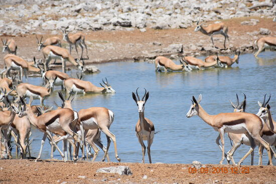 im Etosha National Park