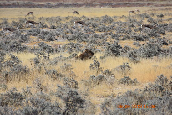 im Etosha National Park