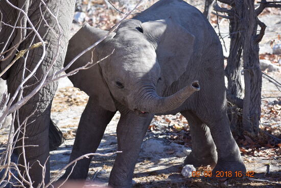 im Etosha National Park
