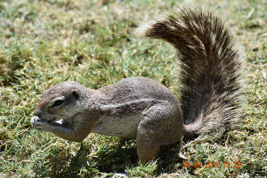 im Etosha National Park