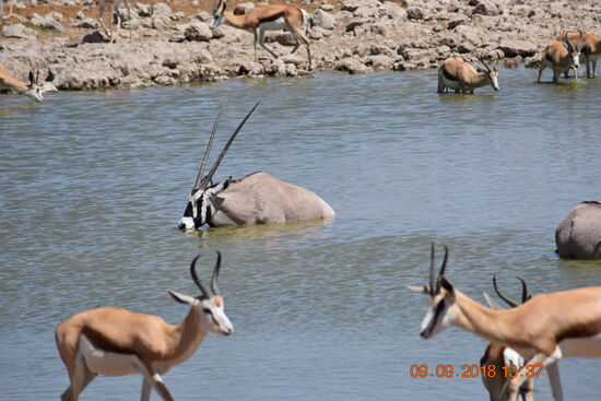 im Etosha National Park