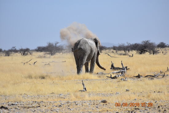 im Etosha National Park