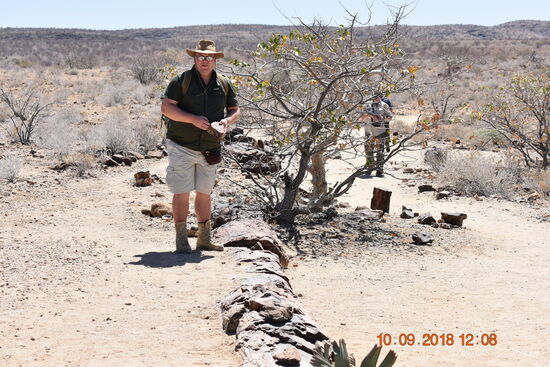 der versteinerte Wald bei Khorixas
