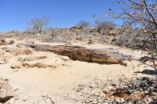 der versteinerte Wald bei Khorixas