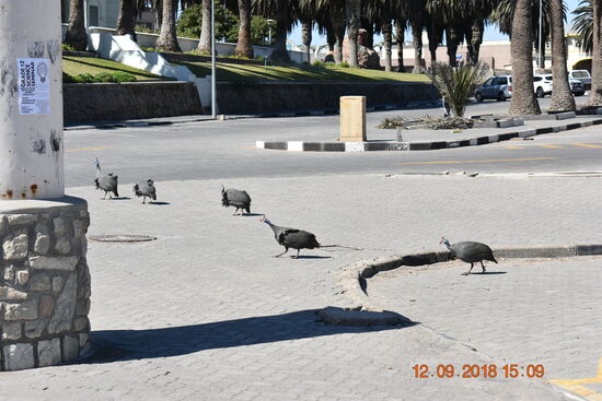 Swakopmund, Perlhühner