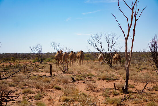 Wir verscheuchen neun Kamele, die sich am Wegesrand versammelt haben.
