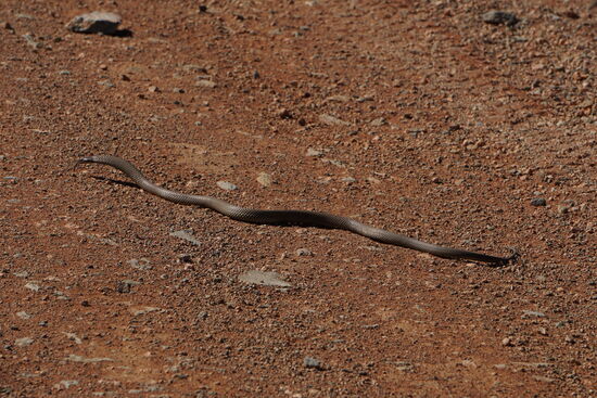 Hier sehen wir auch die erste Schlange heuer auf der Piste. Robert denkt, er hätte sie überfahren und schiebt zurück. Sie schlängelt sich dann aber von der Piste ins Gestrüpp davon. Robert meint, es wäre eine giftige King Brown Snake gewesen, das stimmt auch, wir haben es abends noch mit einer Schlangentafel verglichen.