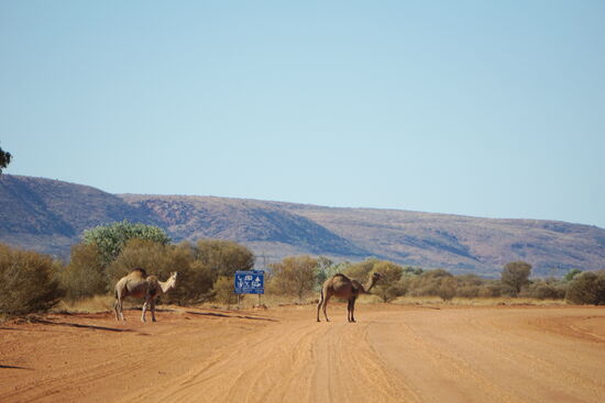 Und wieder haben Kamele den Weg gesäumt.