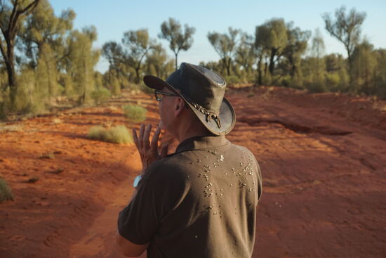 Leider trüben die Fliegen das Bild "etwas".