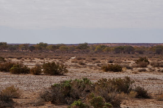 Wir werden aus der Ferne von einem Schaf beobachtet...