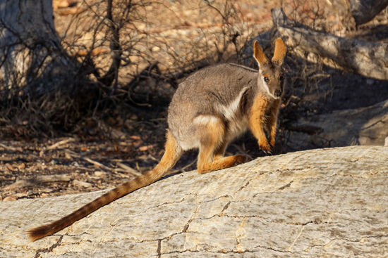 Heute sind uns am Ende auf dieser schwierigen Teilstrecke ganz besondere Kangaroos („Gelbfuß-Felskänguru“) begegnet, die waren eher klein und hatten einen gestreiften Schwanz.