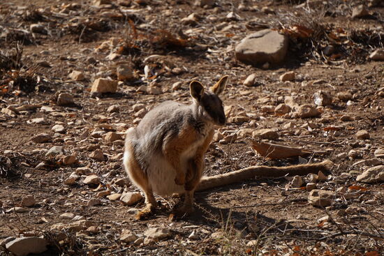 Hier ist eines der lebendem Kangaroos.