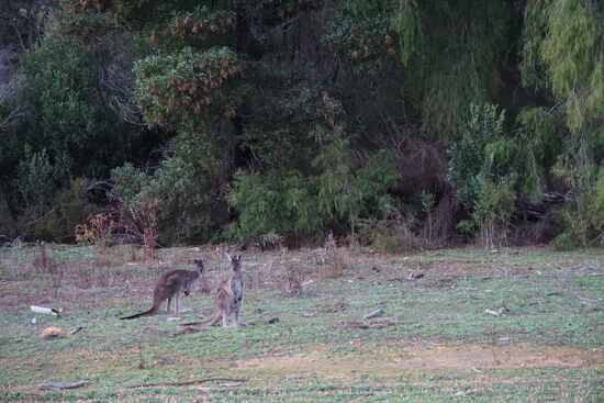 Knapp vor der Einfahrt zum Campingplatz im Shannon NP.