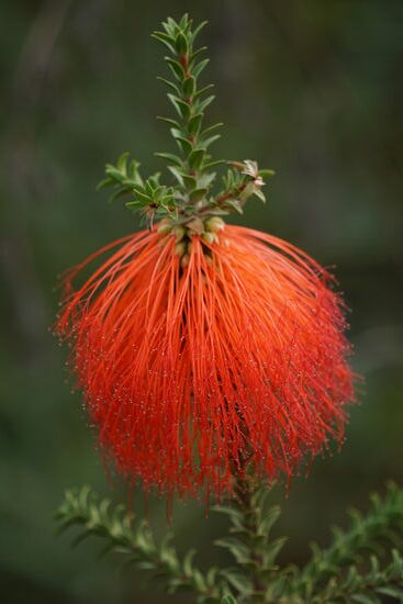 Auf dem Weg zum Tree Top Walk.