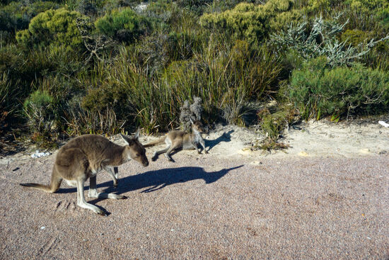 Beim Frühstück hat sich eine Kangaroo-Mama mit ihrem Teenager-Joey zu uns gesellt, soooo süss.