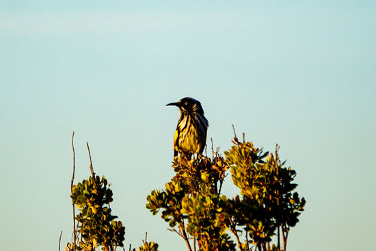 ein Honeyeater