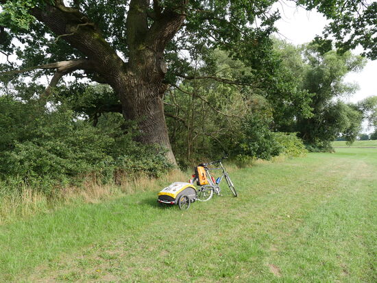 Ein steter Begleiter meiner Tour. Uralte Eichen