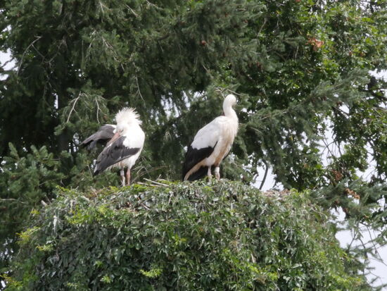 Storchenpaar in Rühstädt bei Wittenberg