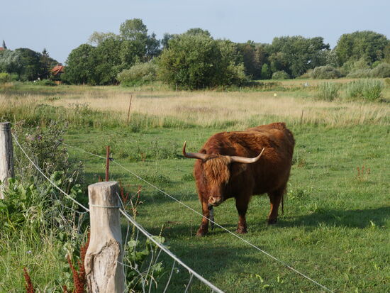 Wiek/Rügen. Hochlandrinder sind brave Gesellen