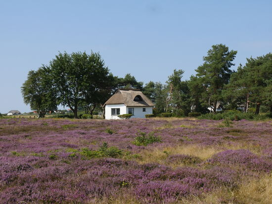 Haus mit typischen Rieddach auf Hiddensee