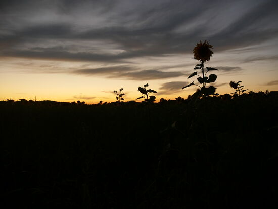 ...nicht mehr weit entfernt vom Prälank See entfernt.