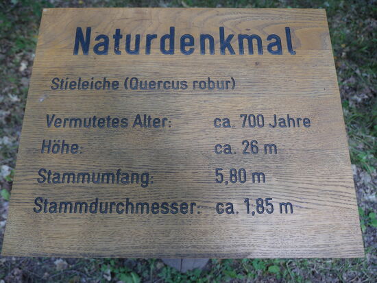 Naturdenkmal. Stileiche. Alter ca. 700 Jahre!