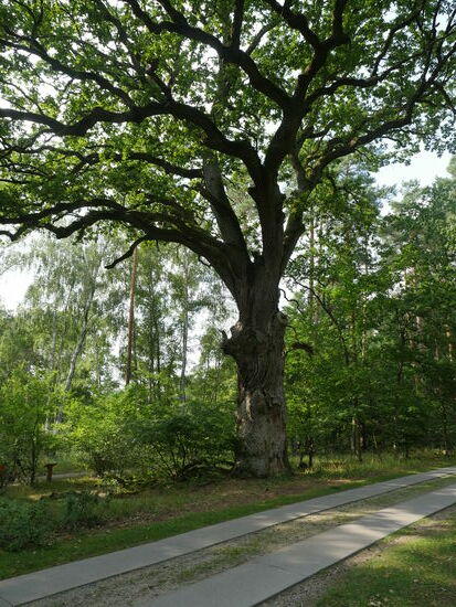 In dieser Dimension mit meiner Kamera kaum auf ein Bild zu kriegen: Naturdenkmal. Stileiche. Alter ca. 700 Jahre!