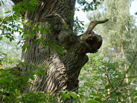 Naturdenkmal. Stileiche. Alter ca. 700 Jahre!