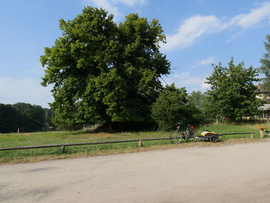 800 jährige Sommerlinde in Speck