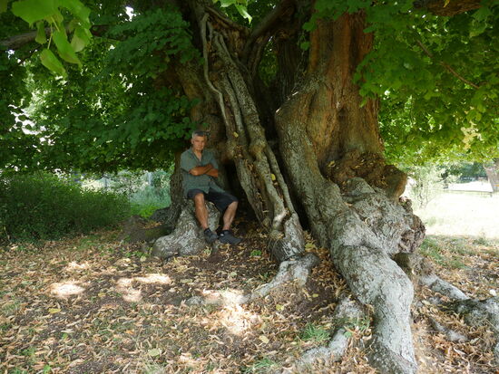800 jährige Sommerlinde in Speck