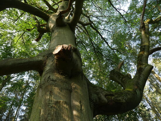 Auf meinem Weg nach Roebel komme ich an der Urbuche vorbei