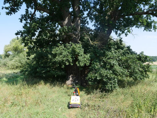 Eichen säumen seinen Weg...