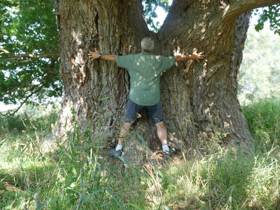 Mann ist der dick Mann! Eichen säumen seinen Weg...