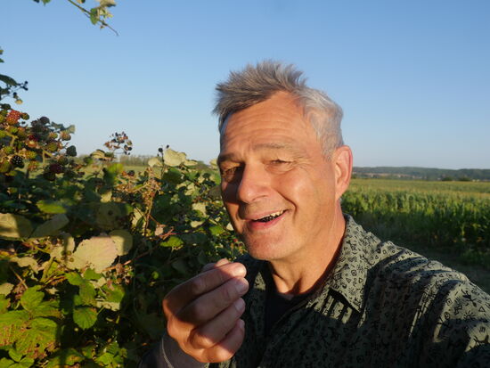 Die Brombeeren sind reif