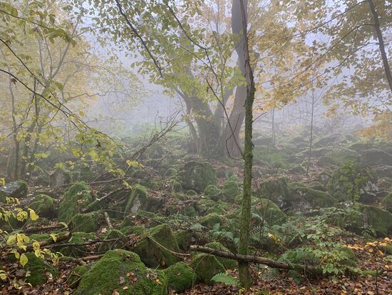 Gespenstische Stimmung im Wald